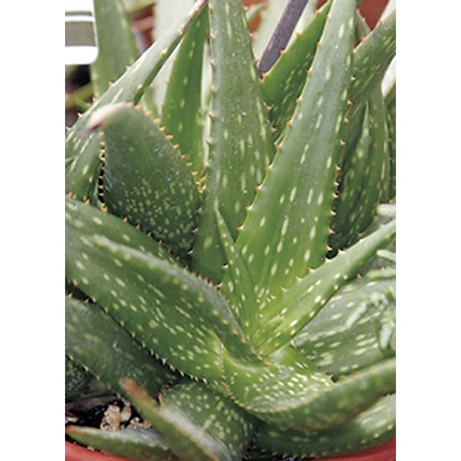 Monrovia Aloe Rudikoppe | 064222