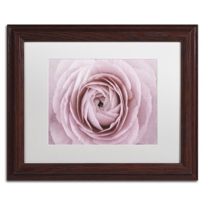 'Persian Buttercup' Framed Photographic Print on Canvas Ebern Designs Size: 11