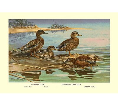 Hawaiian Duck and Oustalet's Gray Duck by Allan Brooks Painting Print Buyenlarge