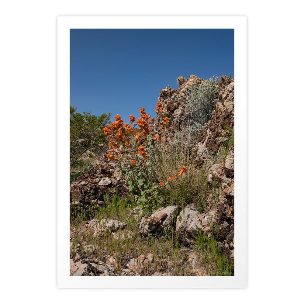 Desert Wildflowers & Cacti in Spring Art Print by alaskanmommabear