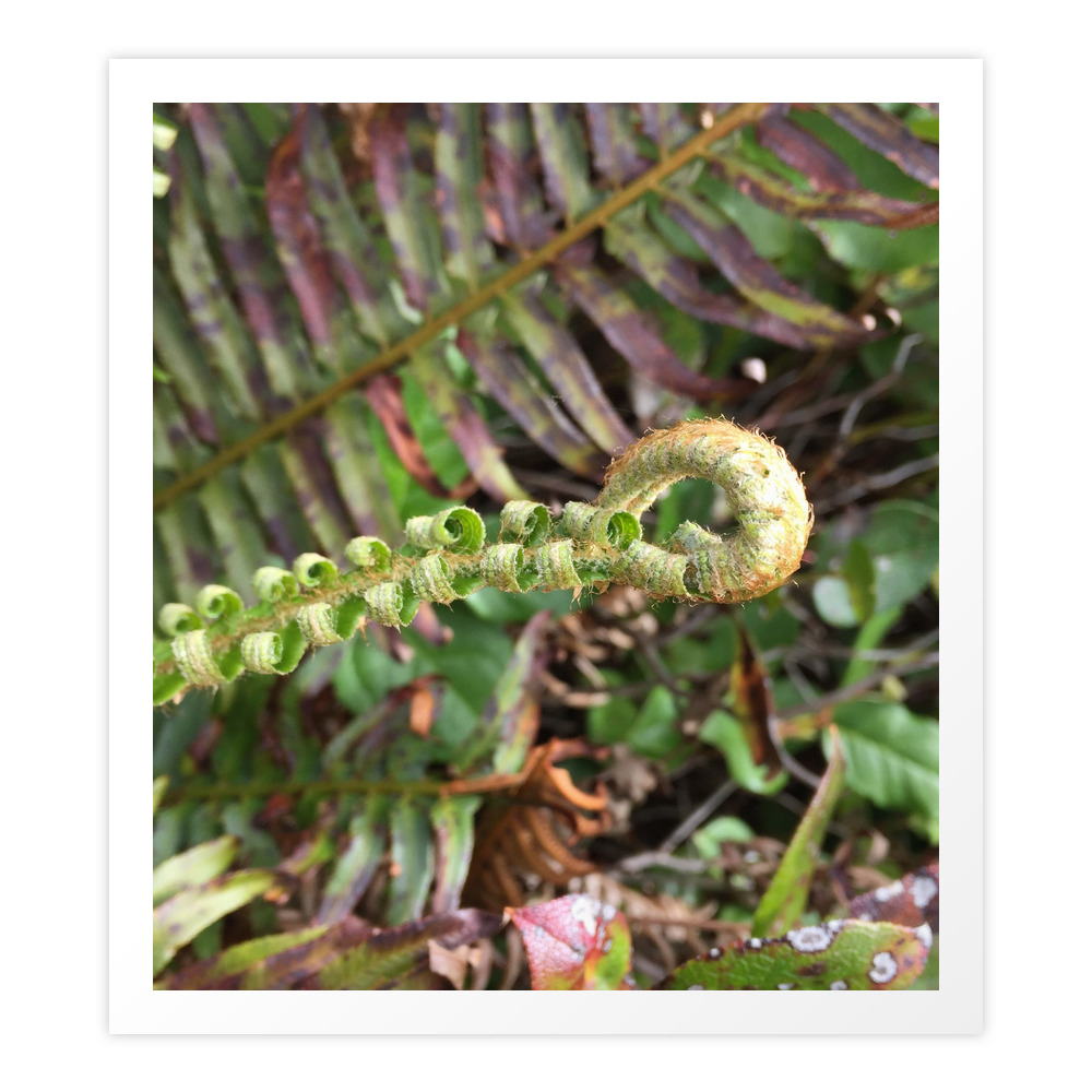 Fern Art Print by lisacraft