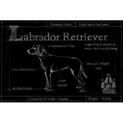 Blueprint Labrador Retriever by Ethan Harper Picture Frame Painting Print on Canvas Winston Porter Format: White Framed, Size: 13.625